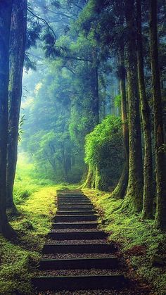 a set of steps leading up to the top of a tree lined path through a forest