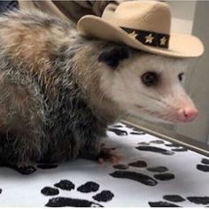 a ferret wearing a cowboy hat on top of a table