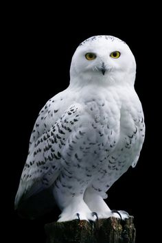 a white owl sitting on top of a wooden post with yellow eyes and black background