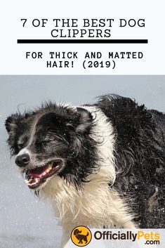 a black and white dog running in the water with text overlay that reads, 7 of the best dog clippers for thick and matted hair