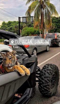 a tiger laying on the back of a four - wheeler in front of some parked cars