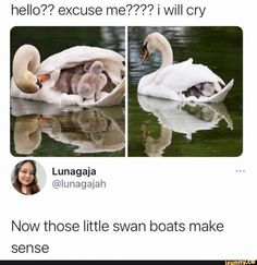 two swans with their babies swimming in the water