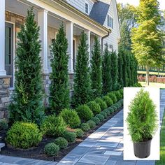 the front yard is lined with trees and shrubs