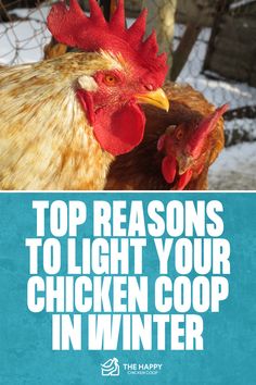 Should I Light the Coop Over Winter? | The Happy Chicken Coop Egg Production, Egg Laying