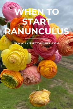 colorful flowers with the words when to start ranuncus