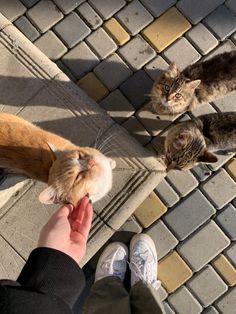 three cats are standing on the sidewalk and one is holding something in his hand while another cat looks up at him