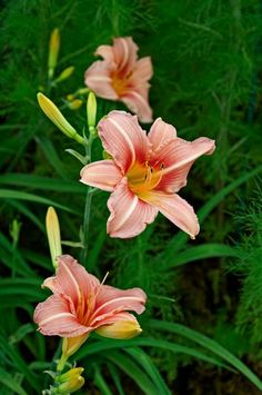 three pink flowers with green stems in the background