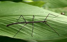 an insect is standing on a green leaf