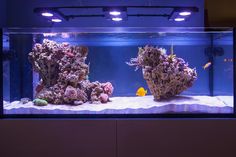 an aquarium filled with lots of different types of corals and fish swimming around it