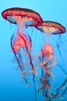 two jellyfish swimming in the water together