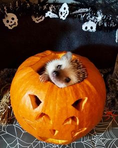 a hedge in a pumpkin with its head sticking out