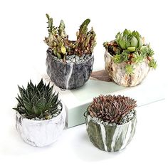 four different types of succulents in marble pots on a white surface,