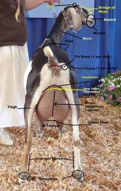 a goat labeled in all the parts of it's body, neck and legs