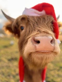 a brown cow wearing a santa hat and standing on top of a grass covered field