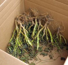 asparagus sprouts in a cardboard box filled with dirt and grass roots