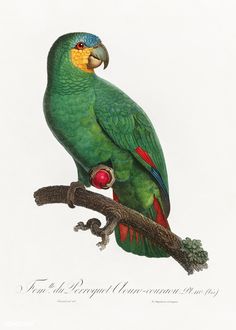 a green parrot sitting on top of a tree branch next to a red berry in its beak