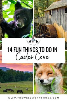 the words, fun things to do in cakes cove with pictures of animals and trees