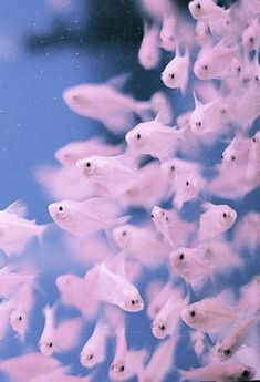 a large group of white fish swimming in the blue water with pink algae around them