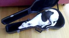 a black and white dog laying in an open guitar case