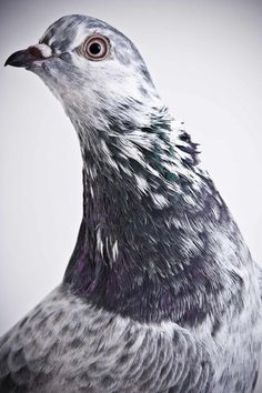 a close up of a pigeon on a white background