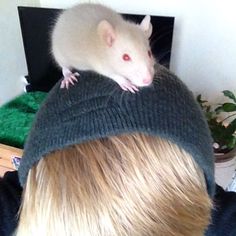 a white rat sitting on top of a man's head