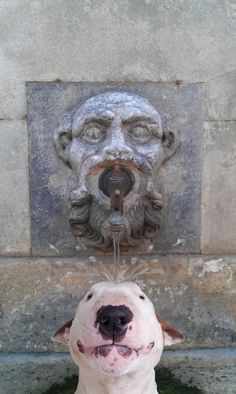 a white dog has his head in the water fountain and is smiling at the camera