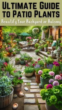 the ultimate guide to patio plants