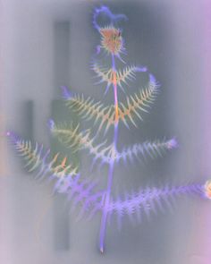 an image of a plant that is blurry