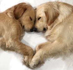 two brown dogs laying next to each other on top of a white bedding sheet