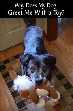 a dog holding a stuffed animal toy on the floor with caption that reads, why does my dog greet me with a toy?