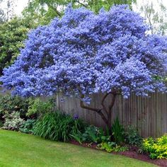 a blue tree in the middle of a garden