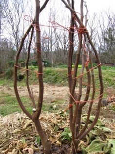 a small tree that is in the ground with some kind of wire on it's branches