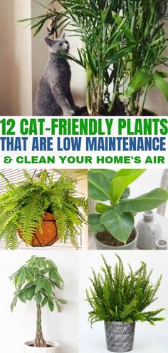 there are many houseplants that can be used as planters for indoor plants