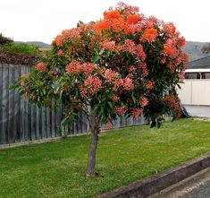 a tree with orange flowers in the middle of a yard