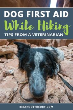 a black and white dog laying on rocks with text overlay that reads dog first aid while hiking tips from a veterinaian