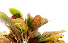 red and green plant with white background