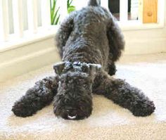 a black dog laying on the floor next to a door