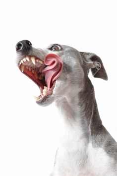 a gray and white dog with its mouth open