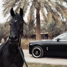 a black horse standing in front of a car on the street next to a palm tree