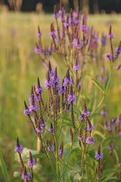 some purple flowers are growing in the grass