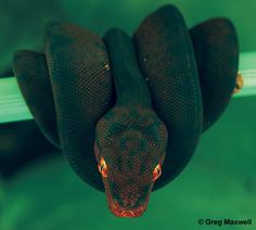 a large black snake is hanging upside down