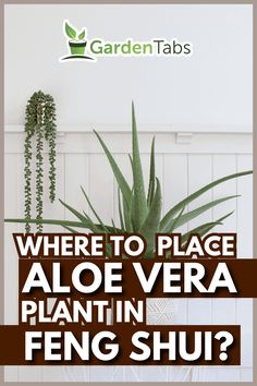 Feng Shui Plants: Aloe Vera in Pink Pot with Succulents on White Table Feng Shui Plants, Pink Pot, Wainscoting Wall, White Wainscoting, Hawthorn Tree, Lucky Plant, Yucca Plant, Crepe Myrtle, Crabapple Tree