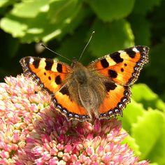 an orange and black butterfly sitting on some pink flowers