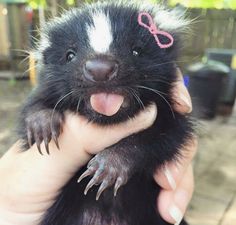 a person holding a small animal with its tongue out and it's tongue sticking out