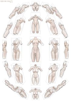 an image of female mannequins in various positions and sizes on a white background