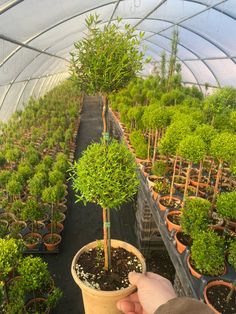 a person holding a potted plant in front of a greenhouse filled with green plants