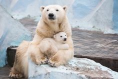 a polar bear and her cub sitting on a rock