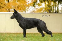 a black dog standing on top of a lush green field