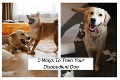 there are three pictures of dogs with their mouths open and the words 5 ways to train your disobient dog