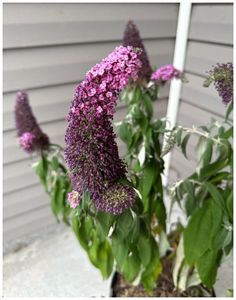 some purple flowers are in a pot outside